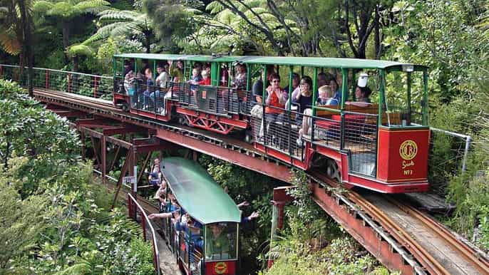 coromandel town driving creek railway and kauri groves tour
