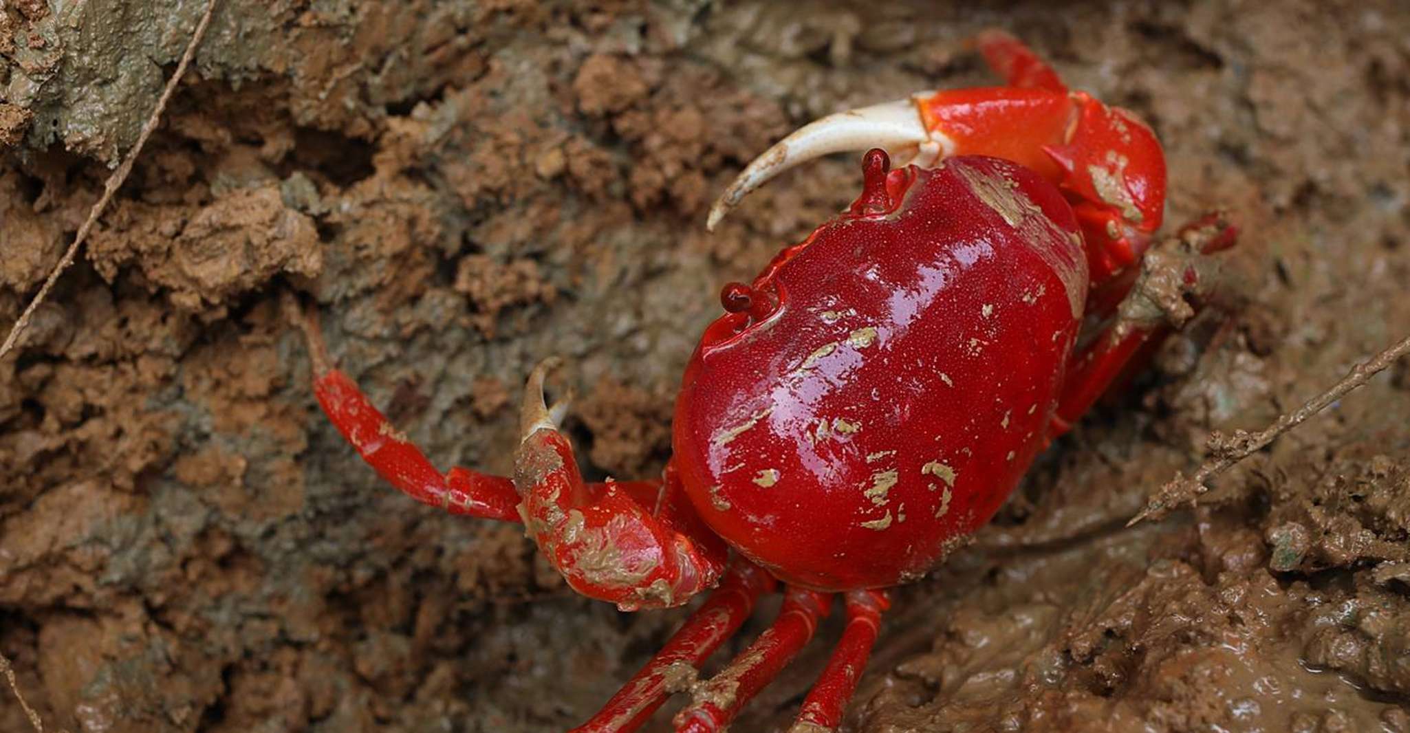 Ho Chi Minh, Private Can Gio Mangrove Forest Day Tour yakınlarında yapılacak şeyler - Hizvo