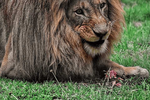 Plettenberg Bay: Monkeyland, Birds of Eden, Jukani Wildlife