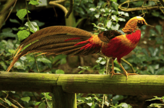 Monkeyland, Birds of Eden, Jukani – Tierheime