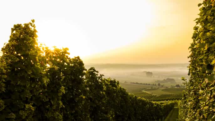 from florence bolgheri full day wine tour