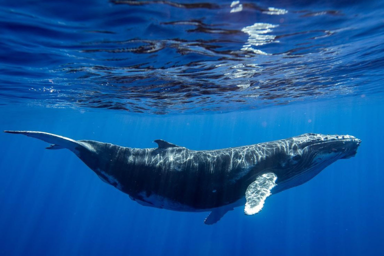 Mirissa: Dolphin Swim Blue Whale Snorkelling | All-Inclusive Mirissa: Scuba Diving & Turtle Snorkelling Experience