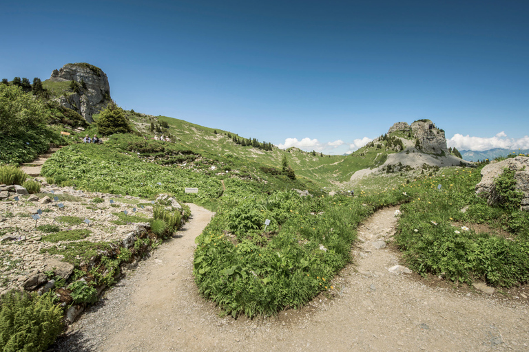 Schynige Platte - Top of Swiss Tradition ticket From Wilderswil: Schynige Platte Railway Round Trip and More