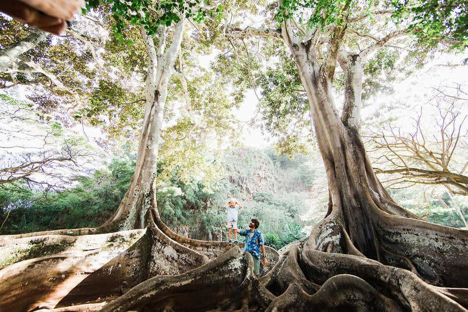 Kauai: Visita guiada a pie en grupo por el Jardín de Allerton