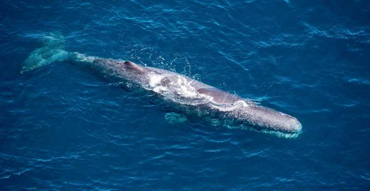 Kaikoura 1 Hour Whale Watching Helicopter Tour GetYourGuide
