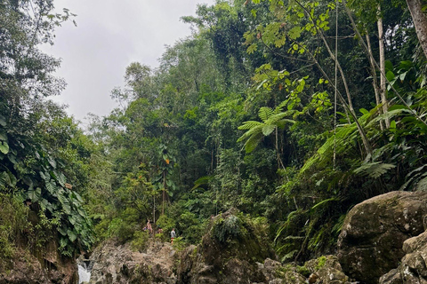 San Juan : Excursion d&#039;une journée dans la forêt tropicale d&#039;El Yunque (groupe maximum de 6 personnes)San Juan : Excursion privée d&#039;une journée dans la forêt tropicale d&#039;El Yu