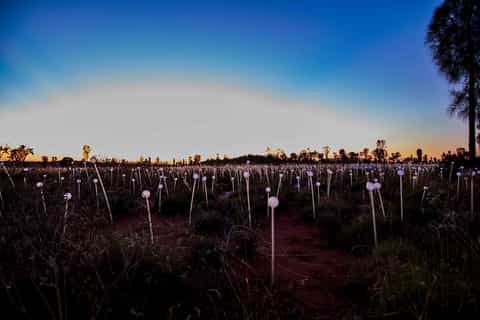 Uluru Field of Light Sunrise Tour with Hot Drinks & Biscuits