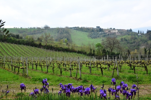 De Florence: visite d'une demi-journée de vins et de mets à Carmignano