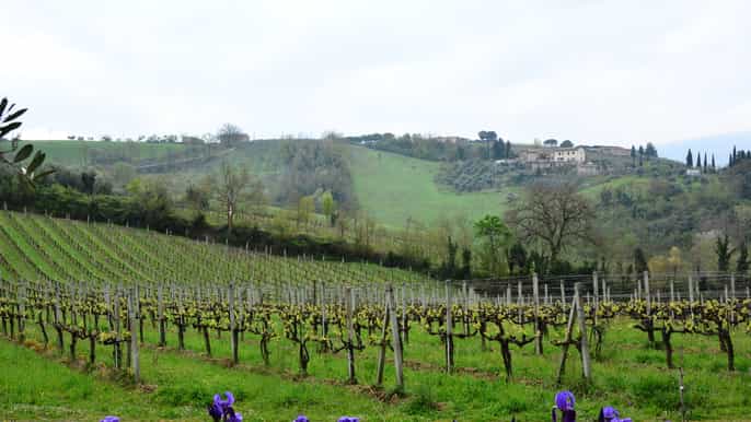 from florence carmignano halfday wine and food tour