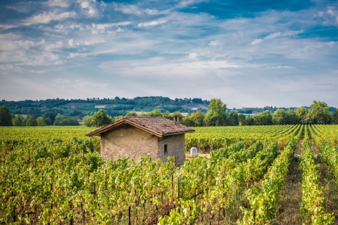 Desde Milán: experiencia gastronómica y vinícola de día completo en Franciacorta