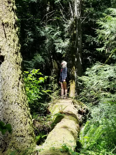 Mystical Rainforest Tour - Forest Magick - Housity