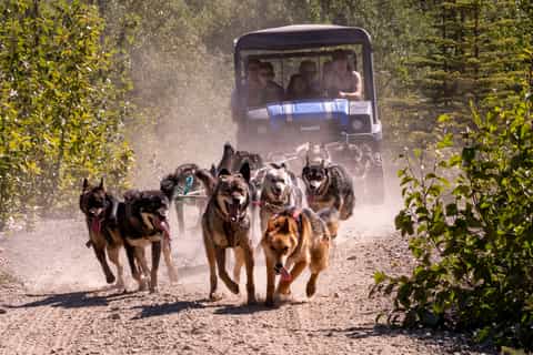 Skagway: Dog Mushing Camp and Emerald Lake Private Tour