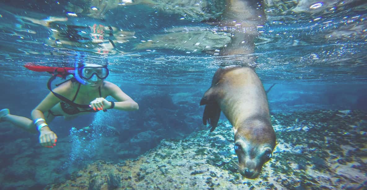 From Los Cabos: La Paz Snorkel and Sea Lion Adventure | GetYourGuide