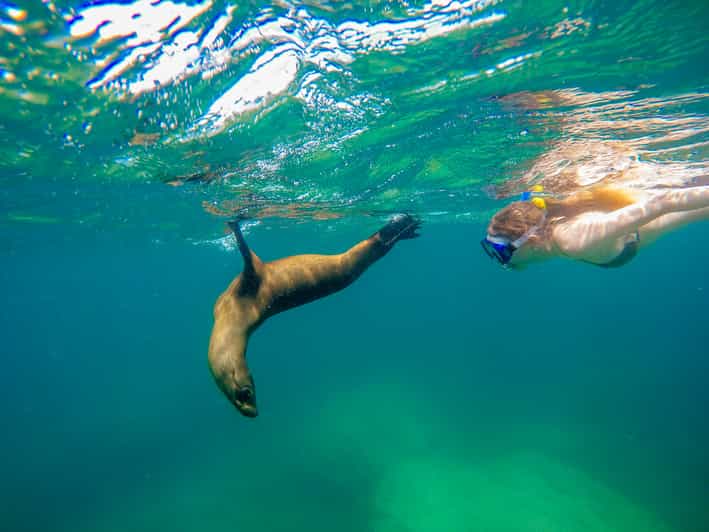 From Los Cabos La Paz Snorkel and Sea Lion Adventure GetYourGuide