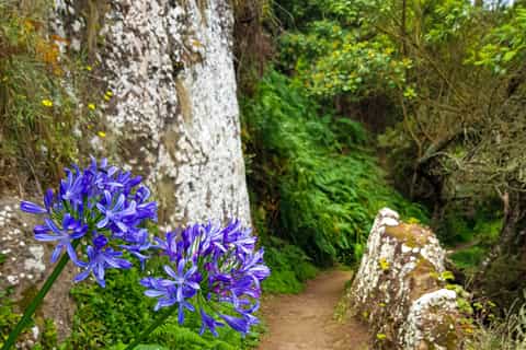 larano levada walk per piccoli gruppi
