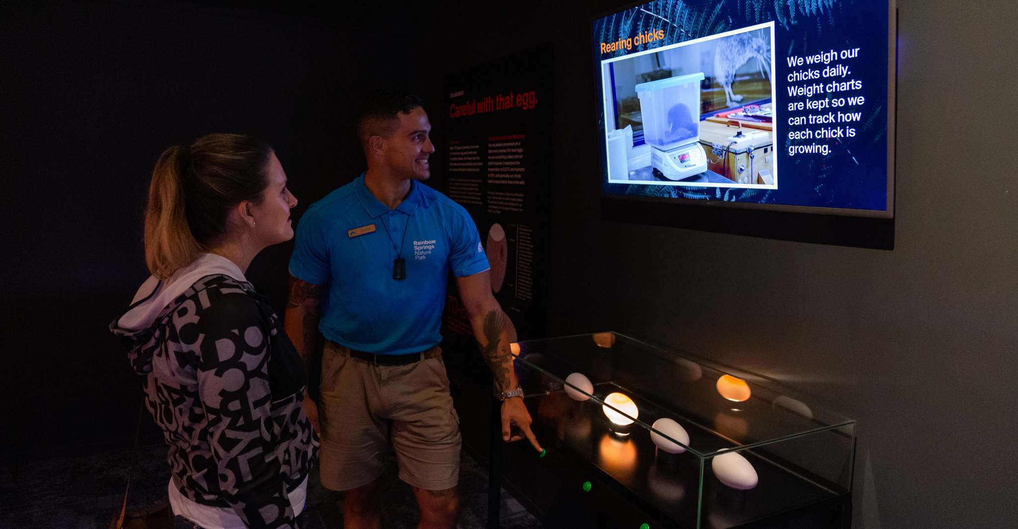 Rotorua, il tour nazionale dell'Hatchery di Kiwi - Hizvo