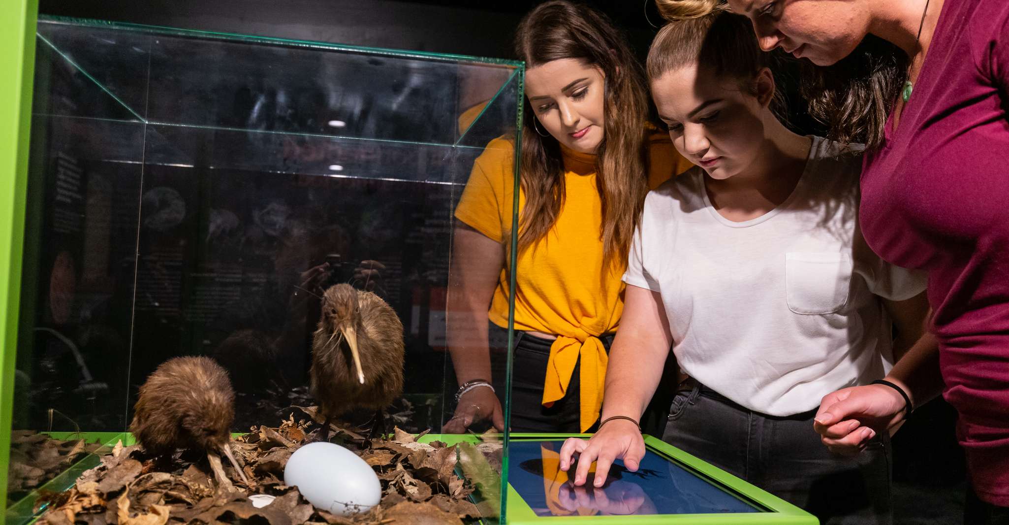 Rotorua, il tour nazionale dell'Hatchery di Kiwi - Hizvo