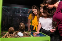 Rotorua, die nationale Kiwi Hatchery Tour - Hizvo