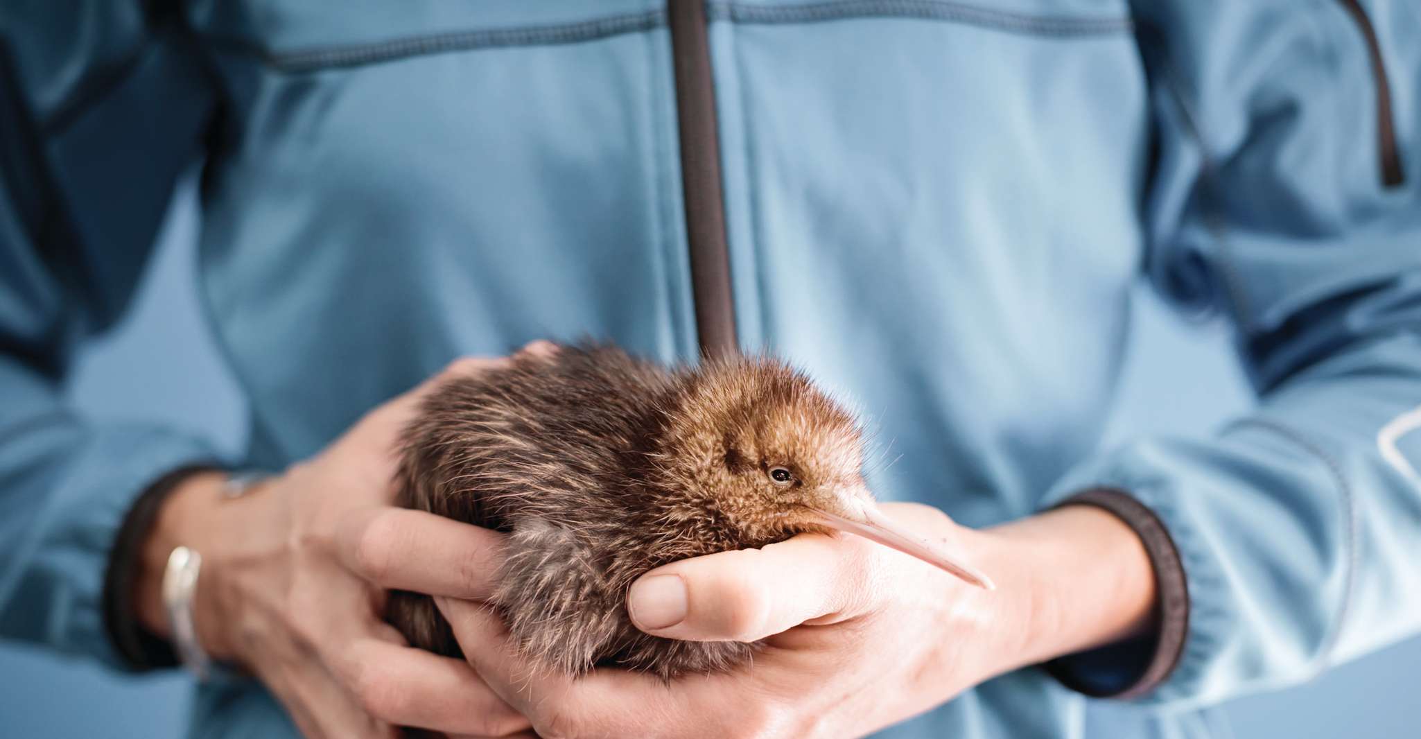 Rotorua, il tour nazionale dell'Hatchery di Kiwi - Hizvo