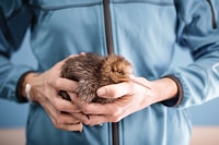 Rotorua, die nationale Kiwi Hatchery Tour - Hizvo