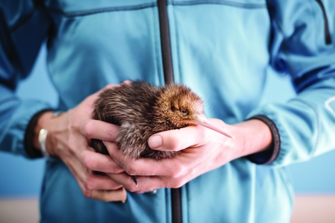 The National Kiwi Hatchery Experience: Rotorua Rotorua: The National Kiwi Hatchery