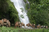Bután, tour de 9 días por el Reino de Bután en todo el Himalaya - Hizvo