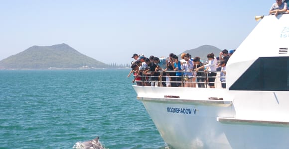 Port Stephens: Delfine, Koalas und Sandboarding (Japanisch)