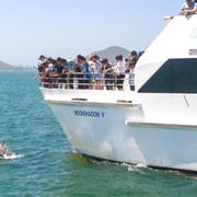 Port Stephens: Dolphin Cruise, Koalas & Sandboarding