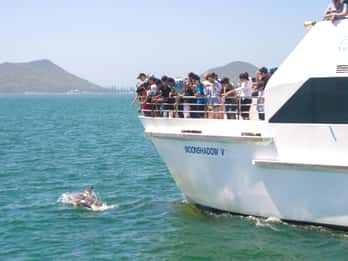 Excursão em japonês: Golfinhos, coalas e sandboard em Port Stephens