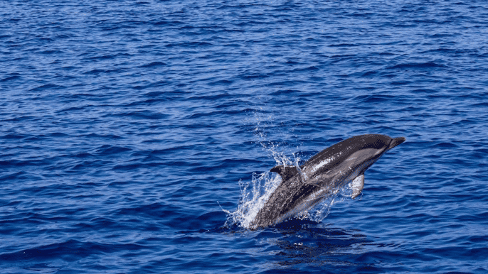 from pula sunset cruise with dolphin watching