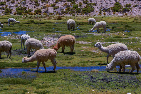 Arequipa: Colca Canyon 2 dagar och 1 natt i Colca Canyo