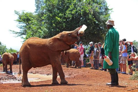 De Nairóbi: excursão de um dia ao orfanato de elefantes e ao centro de girafas