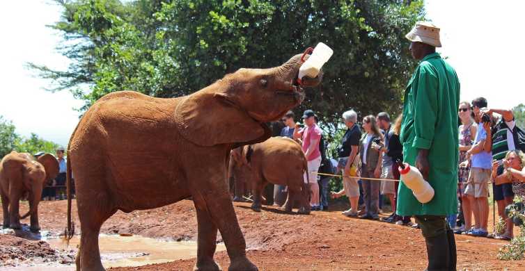 From Nairobi Elephant Orphanage and Giraffe Center Day Trip GetYourGuide