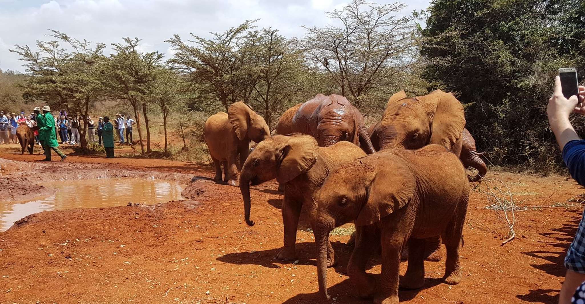 Nairobi, Elephant Orphanage and Zürafa Center Day Trip yakınlarında yapılacak şeyler - Hizvo