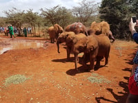 Von Nairobi, Elefant Waisenhaus und Giraffe Center Tagesausflug - Hizvo