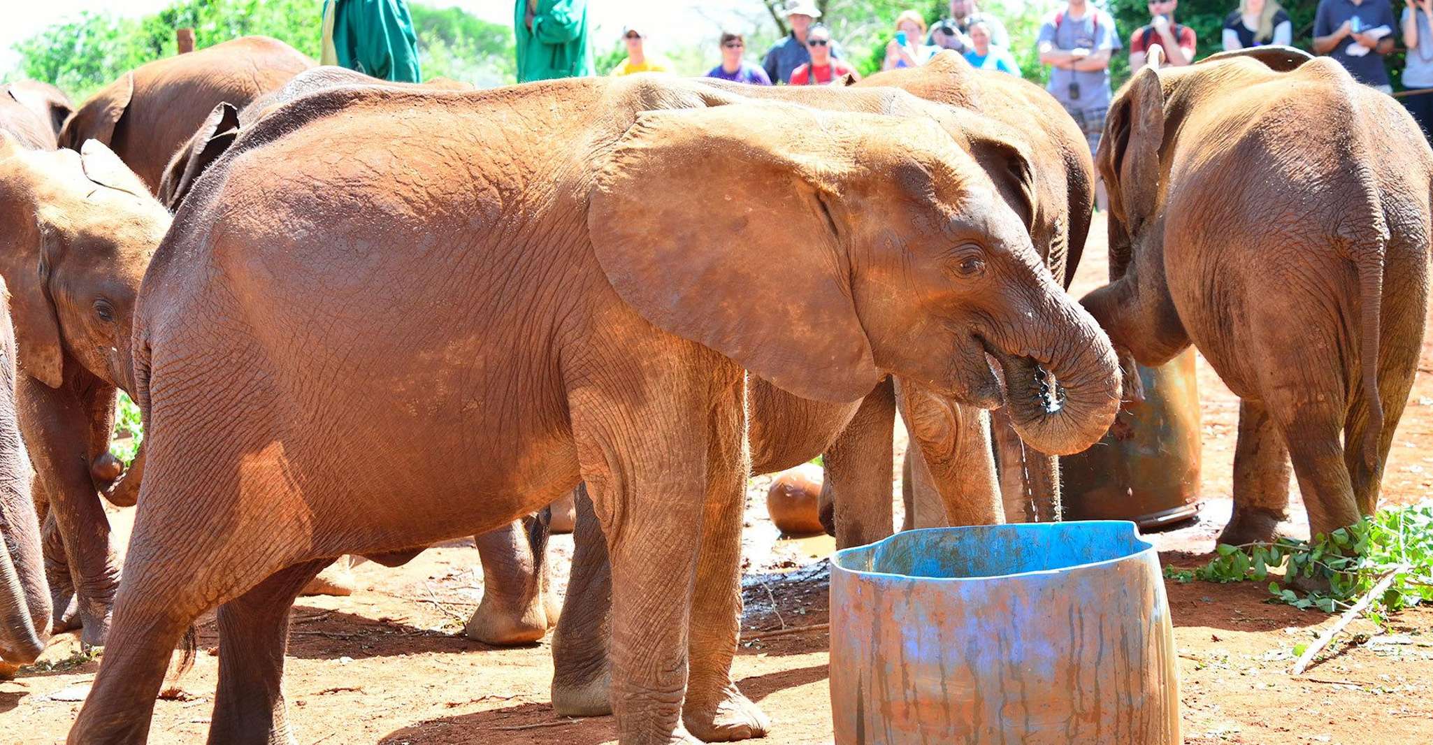 Nairobi, Elephant Orphanage and Zürafa Center Day Trip yakınlarında yapılacak şeyler - Hizvo