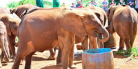 Von Nairobi, Elefant Waisenhaus und Giraffe Center Tagesausflug - Hizvo