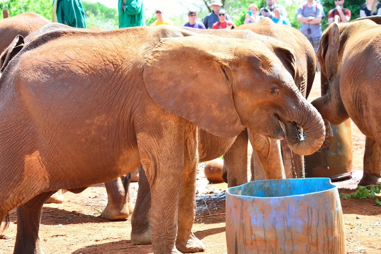 Z Nairobi: jednodniowa wycieczka do sierocińca słoni i centrum żyrafSierociniec słoni, żyrafy, koraliki Kazuri i Bomas z Kenii
