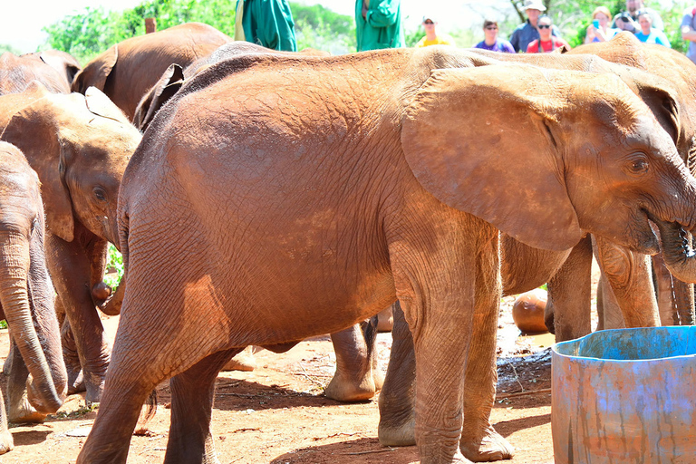 Van Nairobi: dagtrip naar olifantenweeshuis en giraffencentrumOlifantenweeshuis, giraffen, Kazuri-kralen en Bomas van Kenia