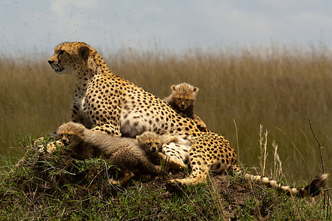 Nairobi: campamento de 3 días en grupo Maasai Mara o safari en el albergueNairobi: Safari Masai Mara Lodge de 3 días