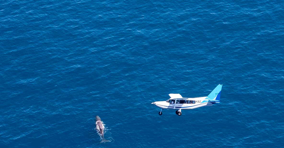 Kaikoura: 30-Minute Whale Watching Flight