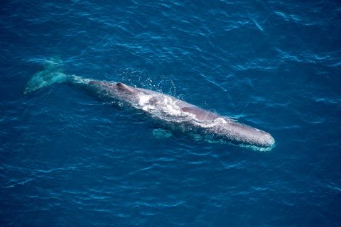 Каикоура: 30-минутный полет для наблюдения за китами