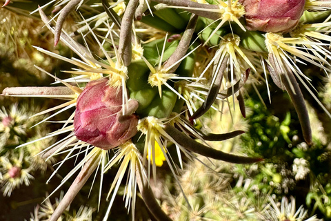 Las Vegas: Small-Group Grand Canyon Skywalk, Hoover Dam Tour