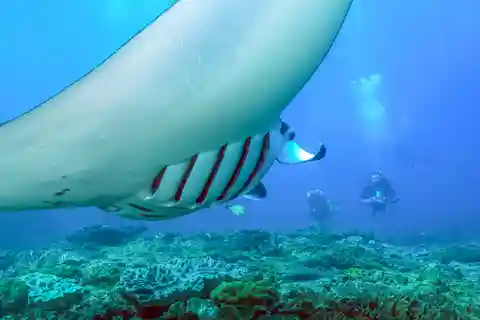 Bali: viagem de mergulho com snorkel de dia inteiro para Nusa Penida e Manta Point