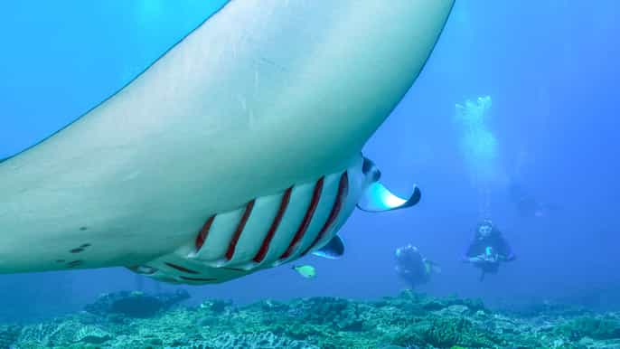 bali fullday snorkeling trip to nusa penida manta point