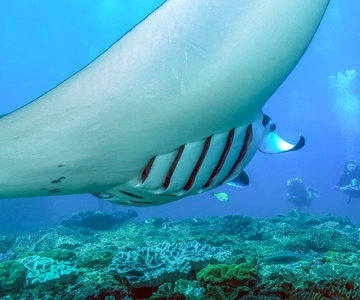 Bali: viagem de mergulho com snorkel de dia inteiro para Nusa Penida e Manta Point