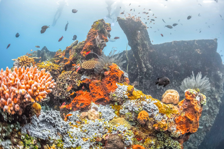 Tulamben : snorkeling autour de l'épave de l'USAT Liberty