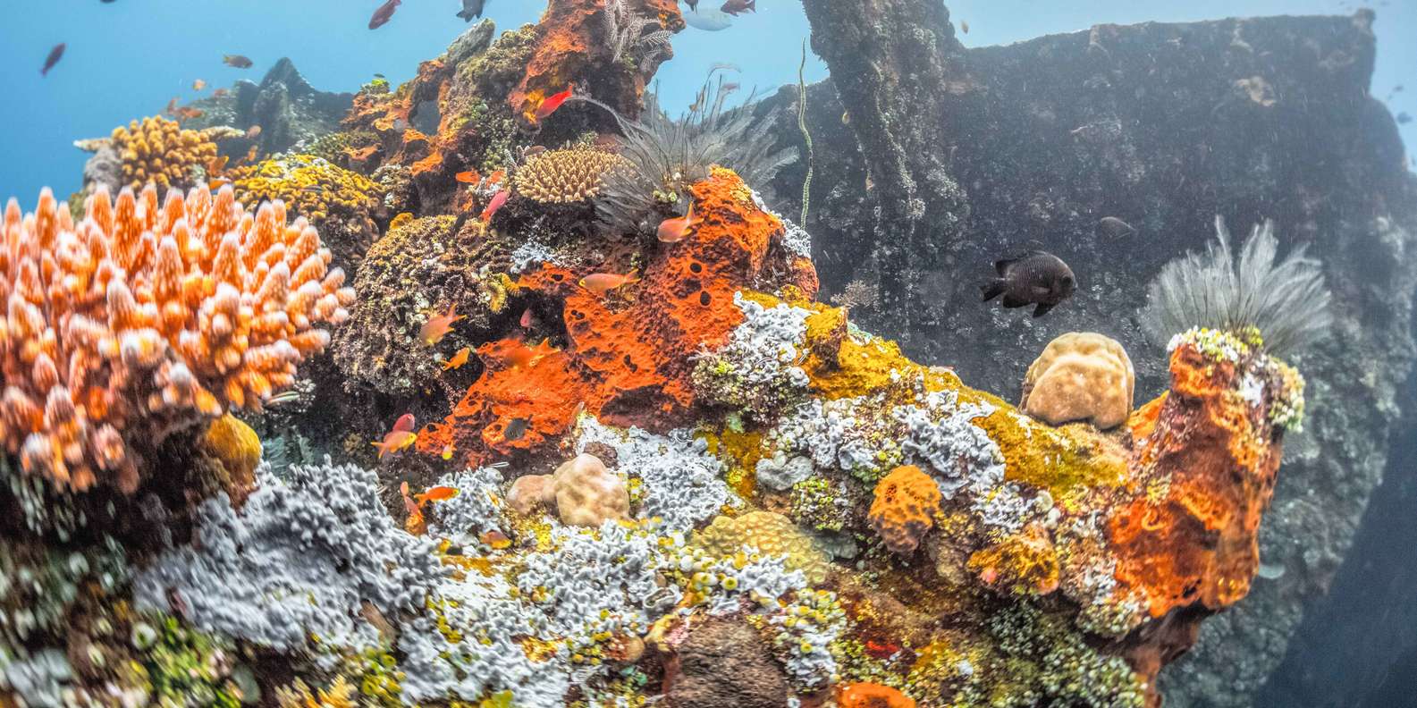 Tulamben: USAT Liberty Shipwreck Full-Day Snorkeling Trip