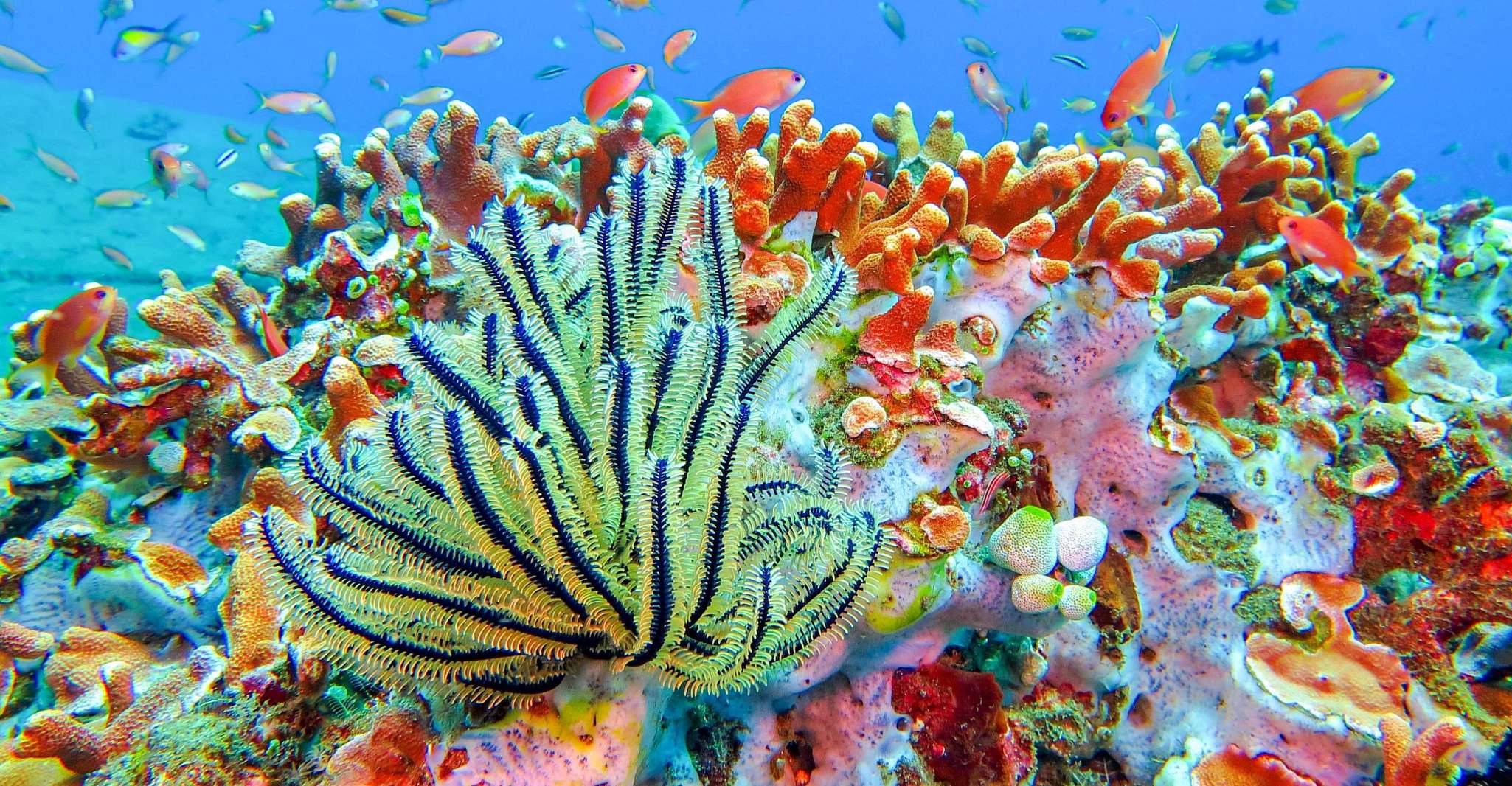 Bali, Padangbai Blue Lagoon Snorkeling Excursion d'une journée - Hizvo