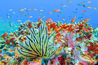 Bali, Padangbai Blue Lagoon Snorkeling Excursion d'une journée - Hizvo